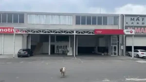 Aras Kargo Diyorsan KAYAPINAR Şubesi