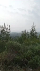 Kahve SAMANDAĞ Şubesi